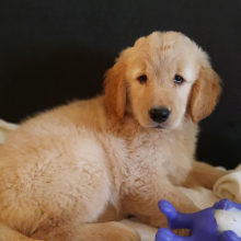 Golden Retriever Puppy Jewels