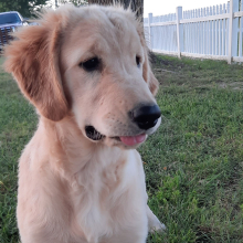 Golden Retriever Puppy Jewels