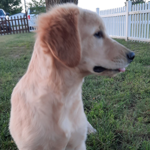 Golden Retriever Puppy Jewels