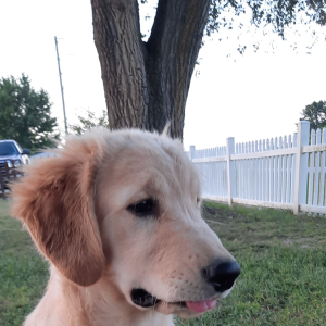 Golden Retriever Puppy Jewels