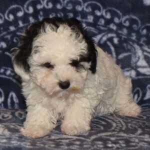 Maltipoo Puppy Cameron