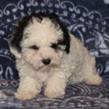 Maltipoo Puppy Cameron