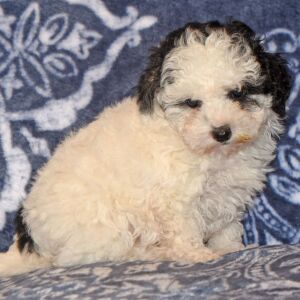 Maltipoo Puppy Cameron