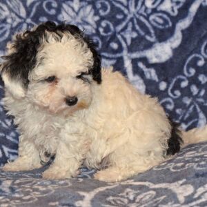 Maltipoo Puppy Cameron
