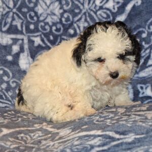 Maltipoo Puppy Cameron