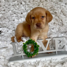 Labrador Retriever Puppy Rooster