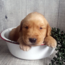 Golden Retriever Puppy Benson