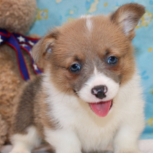 Pembroke Welsh Corgi Puppy Attila