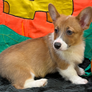 Pembroke Welsh Corgi Puppy Attila