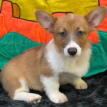 Pembroke Welsh Corgi Puppy Attila