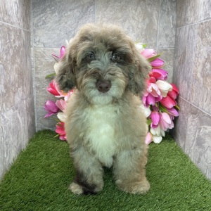 Poodle Puppy Karl