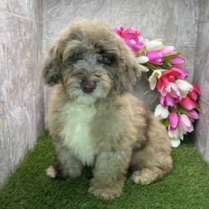 Poodle Puppy Karl