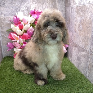 Poodle Puppy Karl