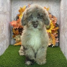 Poodle Puppy Karl