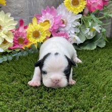 French Bulldog Puppy Doris