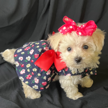 Maltipoo Puppy Peaches