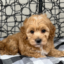 Cavapoo Puppy Landon