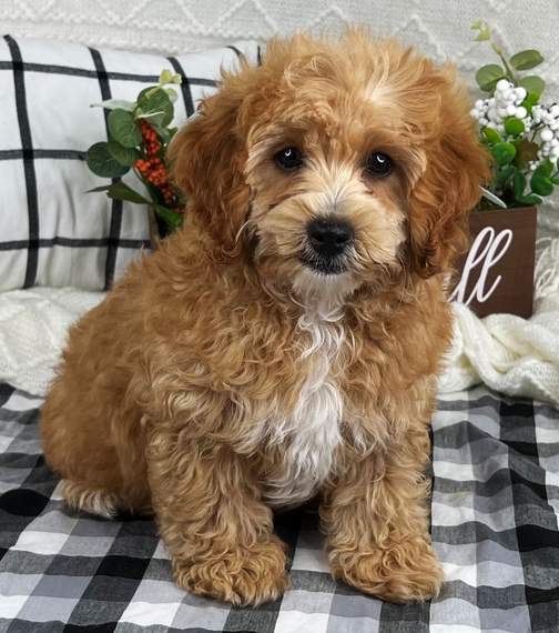 Landon, a Ruby Male Cavapoo Puppy 711863 PuppySpot