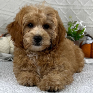 Cavapoo Puppy Landon