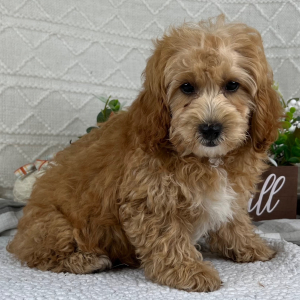 Cavapoo Puppy Landon