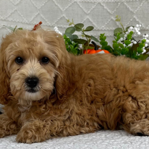 Cavapoo Puppy Landon