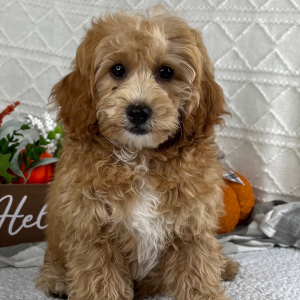 Cavapoo Puppy Landon