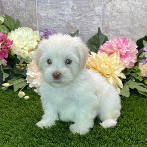Havanese Puppy Baxter