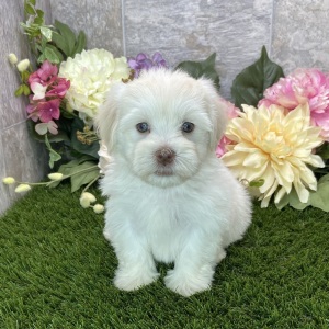 Havanese Puppy Baxter