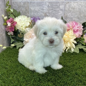 Havanese Puppy Baxter