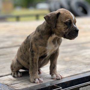 Olde English Bulldogge Puppy Steve