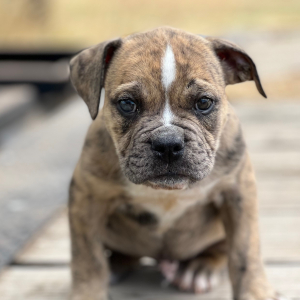 Olde English Bulldogge Puppy Steve