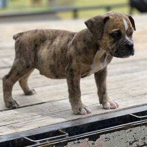 Olde English Bulldogge Puppy Steve