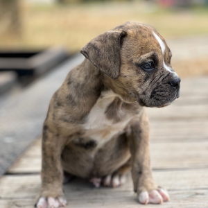 Olde English Bulldogge Puppy Steve