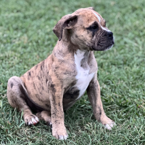 Olde English Bulldogge Puppy Steve