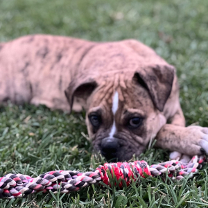 Olde English Bulldogge Puppy Steve