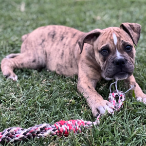 Olde English Bulldogge Puppy Steve
