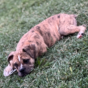 Olde English Bulldogge Puppy Steve