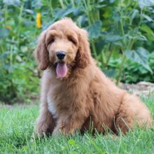 Goldendoodle Puppy Zage