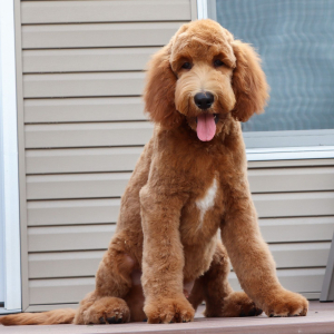 Goldendoodle Puppy Zage