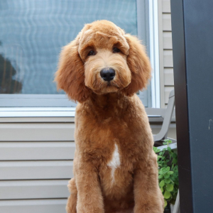 Goldendoodle Puppy Zage