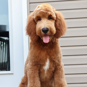 Goldendoodle Puppy Zage