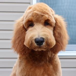 Goldendoodle Puppy Zage