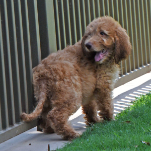 Labradoodle Puppy Ringo