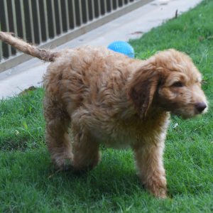 Labradoodle Puppy Ringo
