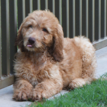 Labradoodle Puppy Ringo