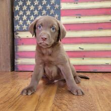 Labrador Retriever Puppy Jax