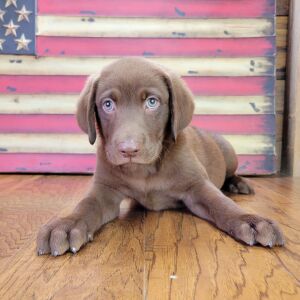 Labrador Retriever Puppy Jax