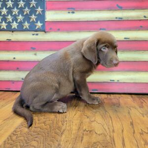 Labrador Retriever Puppy Jax
