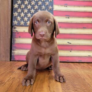 Labrador Retriever Puppy Jax