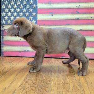 Labrador Retriever Puppy Jax